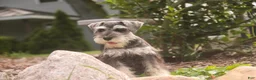 Miniature Schnauzer dogs for sale: Nellie Belle - Ad 9