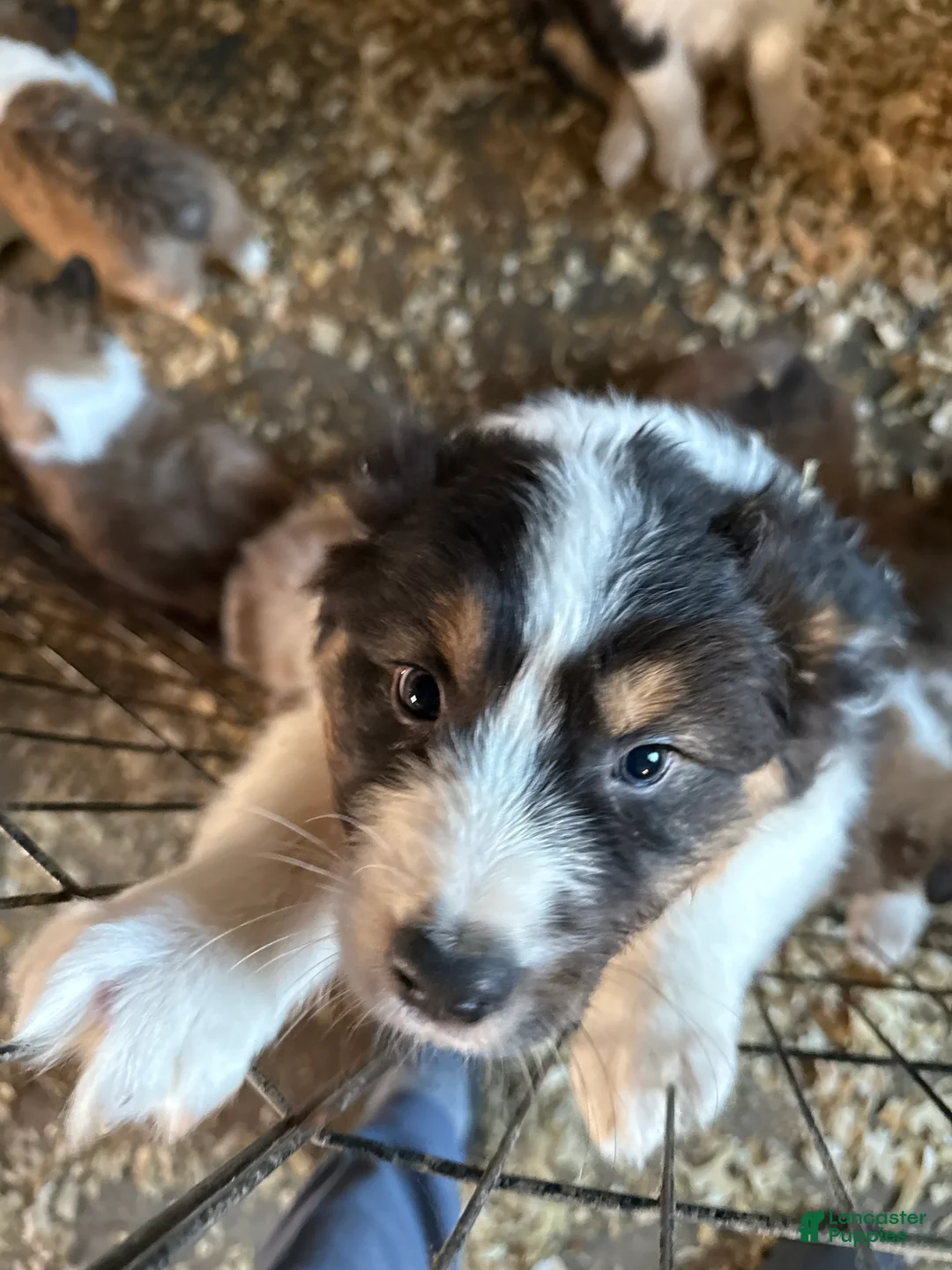 Australian Shepherd dogs for sale: Australian Shepherd Puppy 3 - Ad 2