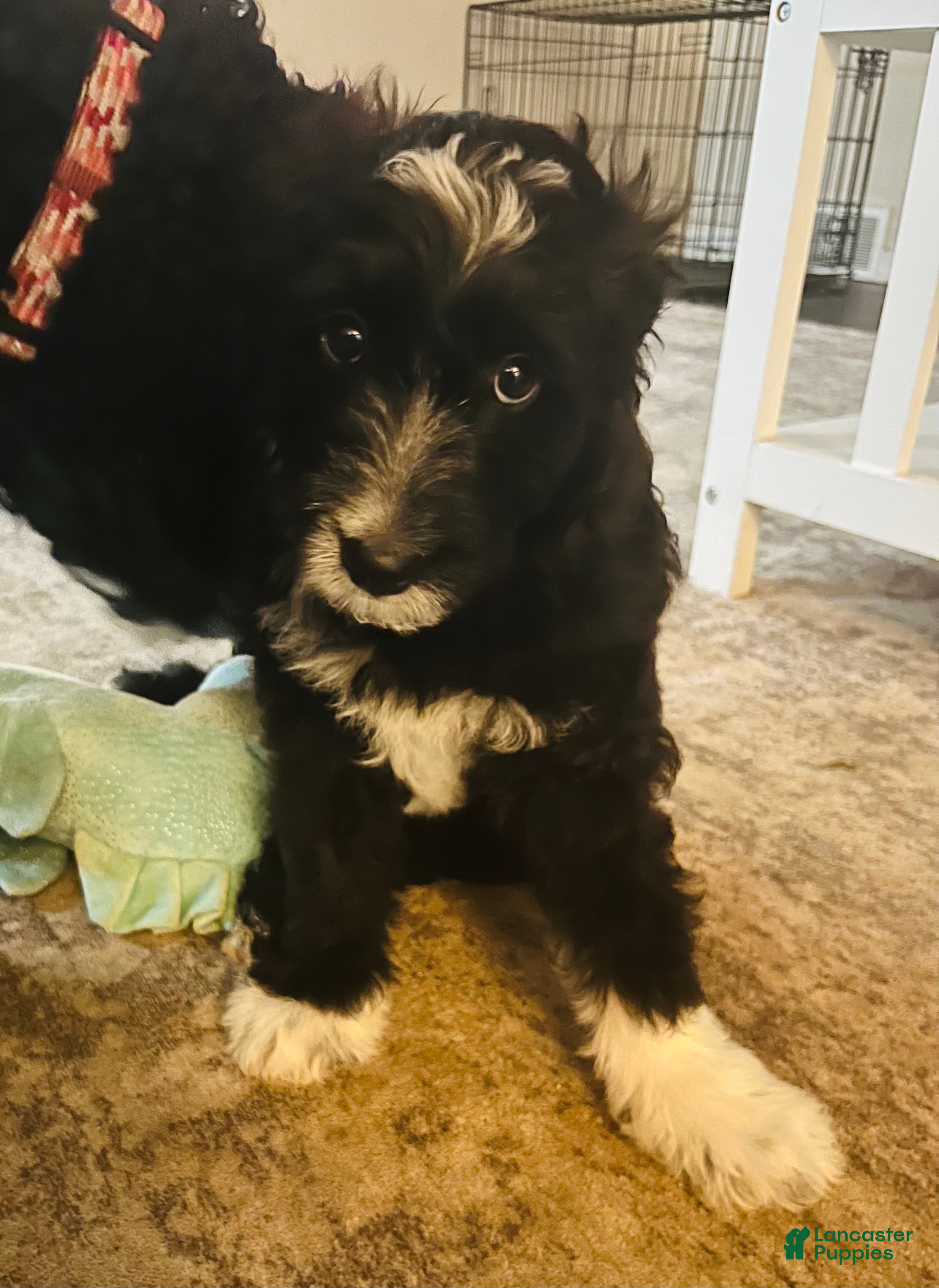 Aussiedoodle dogs Bo - Ad 1