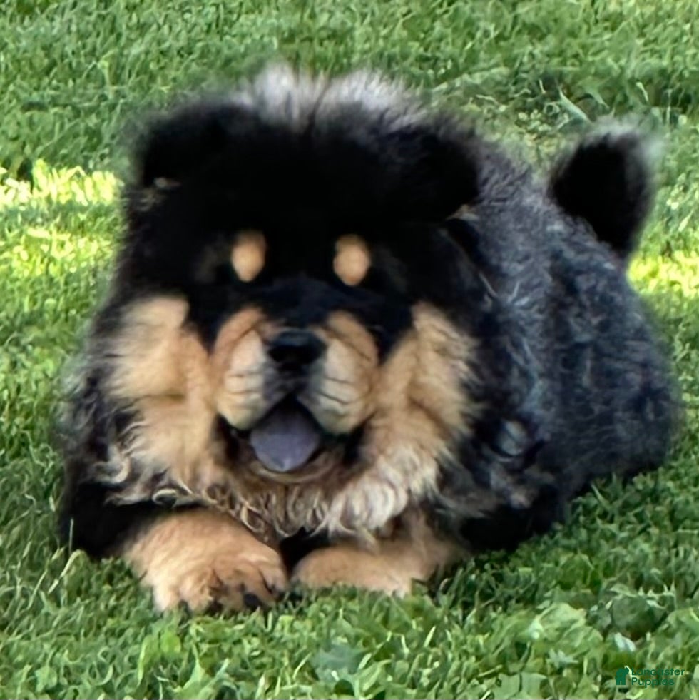 Chow Chow dogs Teddy  - Ad 5