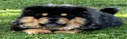 Chow Chow dogs for sale: Teddy  - Ad 1