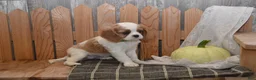 Cavalier King Charles Spaniel dogs for sale: Wrenly - Ad 9