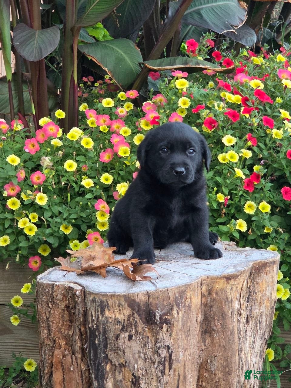 Labrador Retriever dogs Big Boy  - Ad 2
