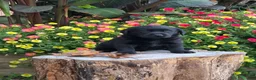Labrador Retriever dogs for sale: Big Boy  - Ad 2