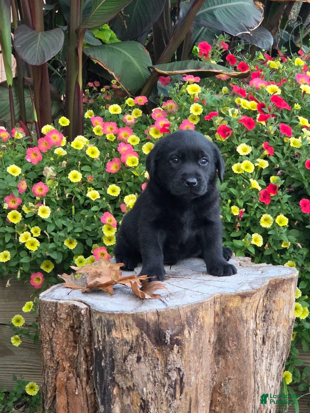 Labrador Retriever dogs for sale: Big Boy  - Ad 2