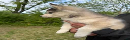 Pomsky dogs for sale: Breeze - Ad 6