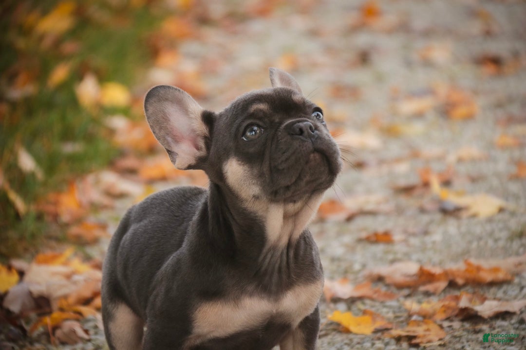 French Bulldog dogs for sale: Casey French Bulldog  - Ad 2