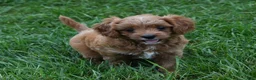 Cavapoo dogs for sale: Lily - Ad 6