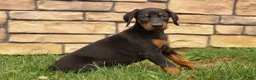 Doberman Pinscher dogs for sale: DIESEL - Ad 16