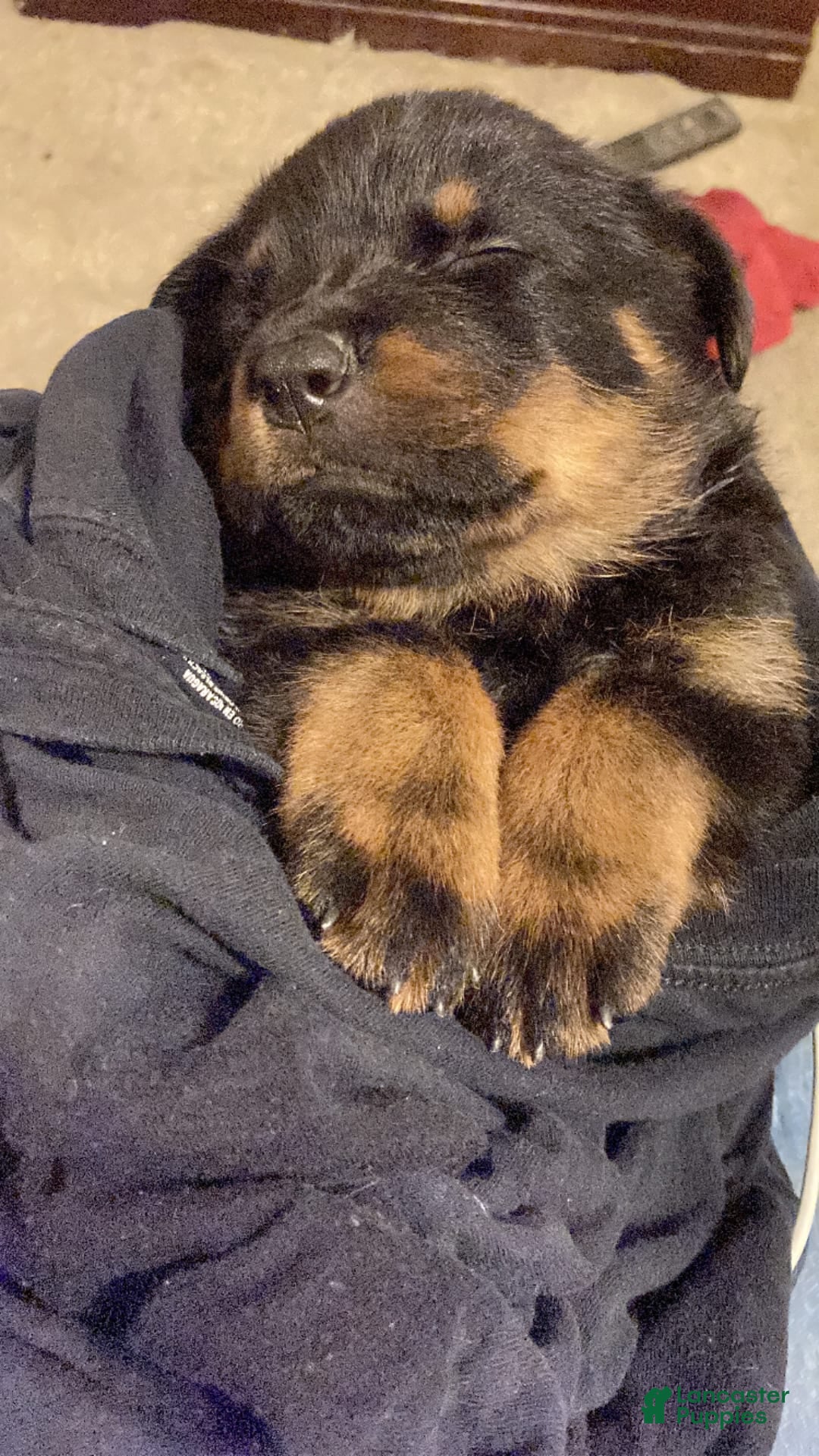 Male Rottweiler Week Old Rottweiler Puppies Rottweiler Dog Breed