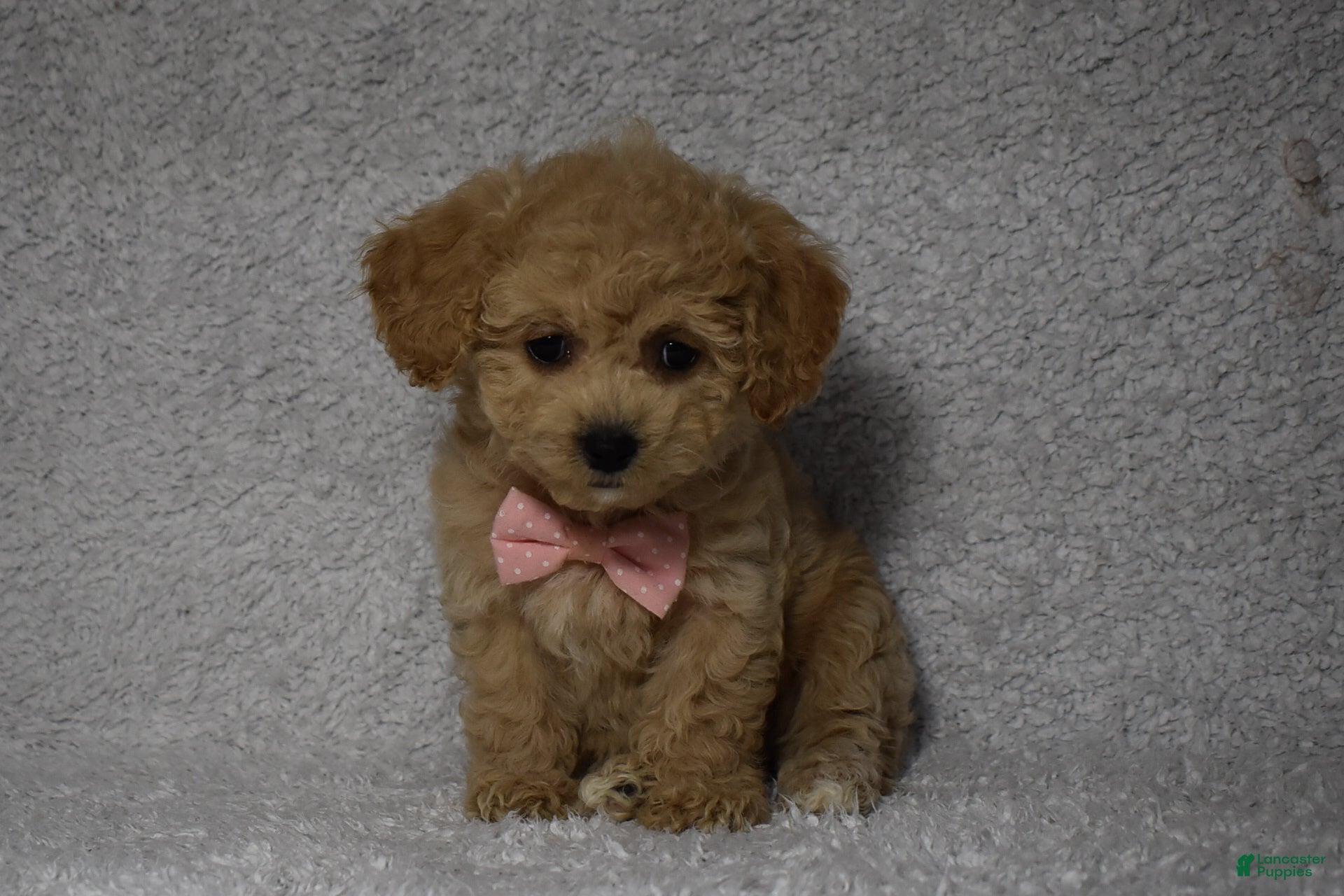 Cavachon dogs Rita  - Ad 12