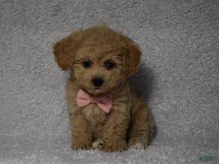 Cavachon dogs Rita - Ad 12