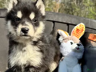 Siberian Husky dogs Poe - Ad 1