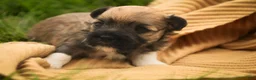 Havanese dogs for sale: Athena Havanese  - Ad 5