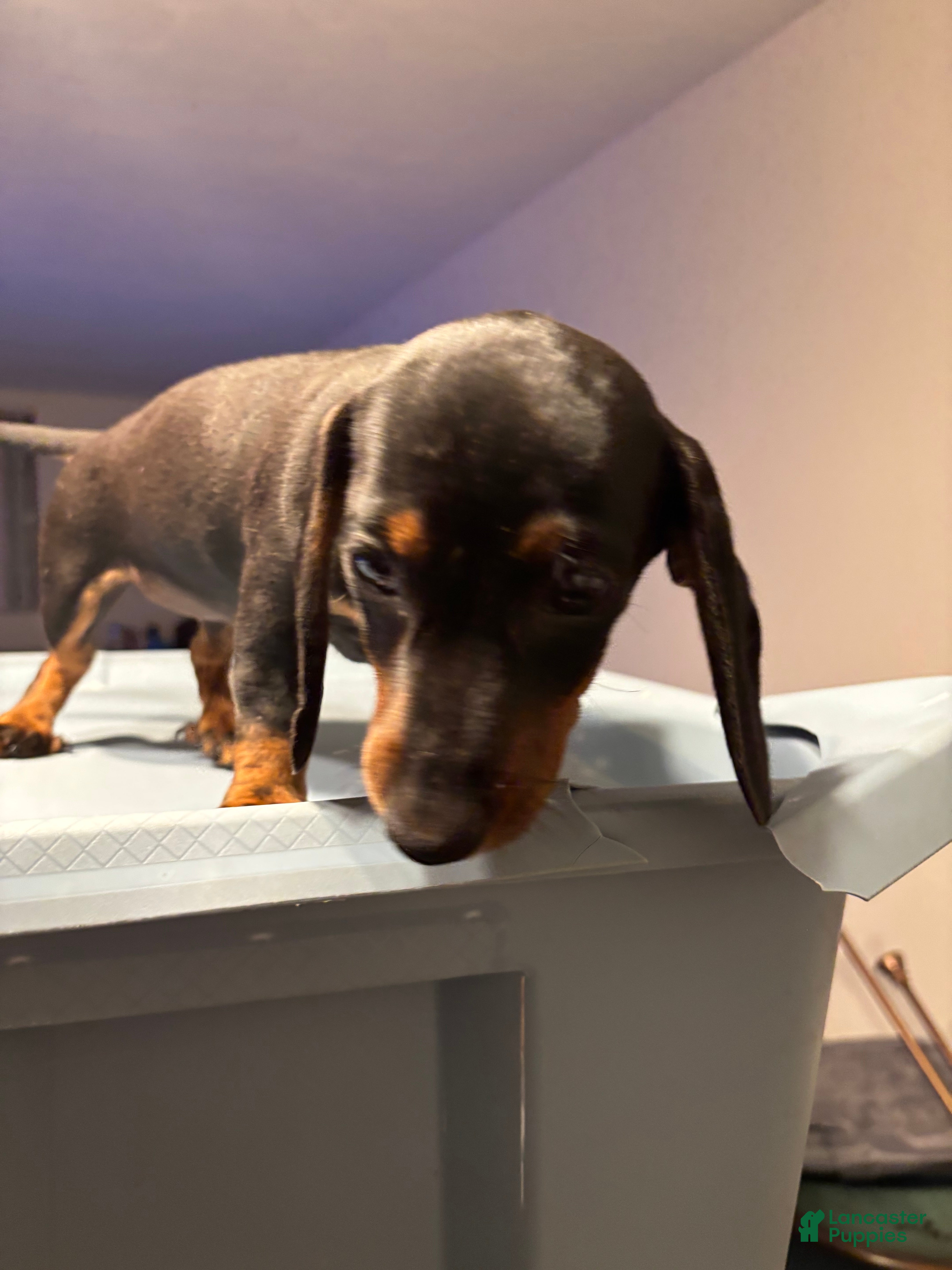 Miniature Dachshund dogs Mindy  - Ad 2