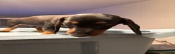 Miniature Dachshund dogs for sale: Mindy  - Ad 2