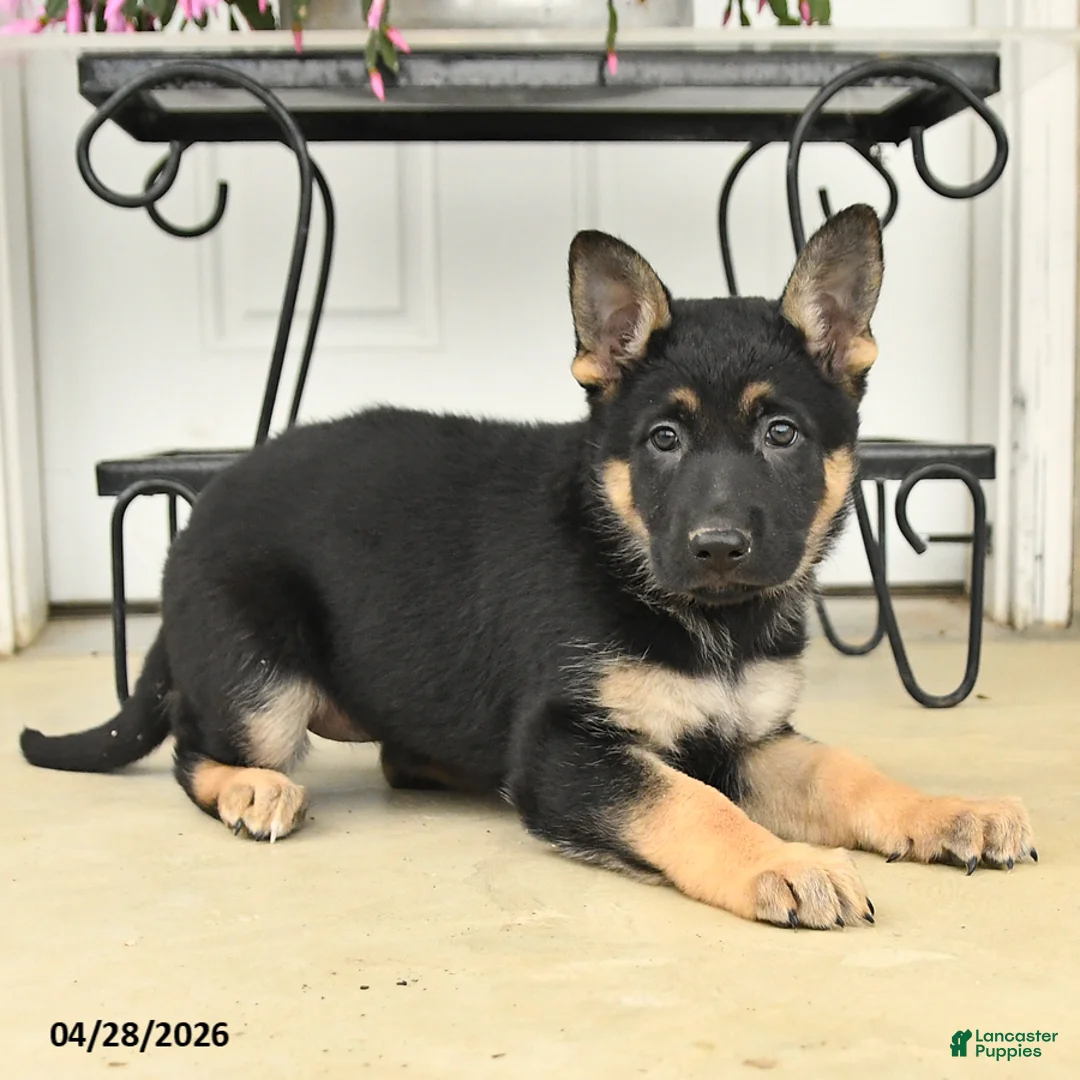 German Shepherd dogs for sale: Diamond - Ad 3