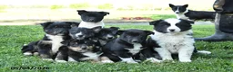 Mixed Breed dogs for sale: Mocha - Ad 3