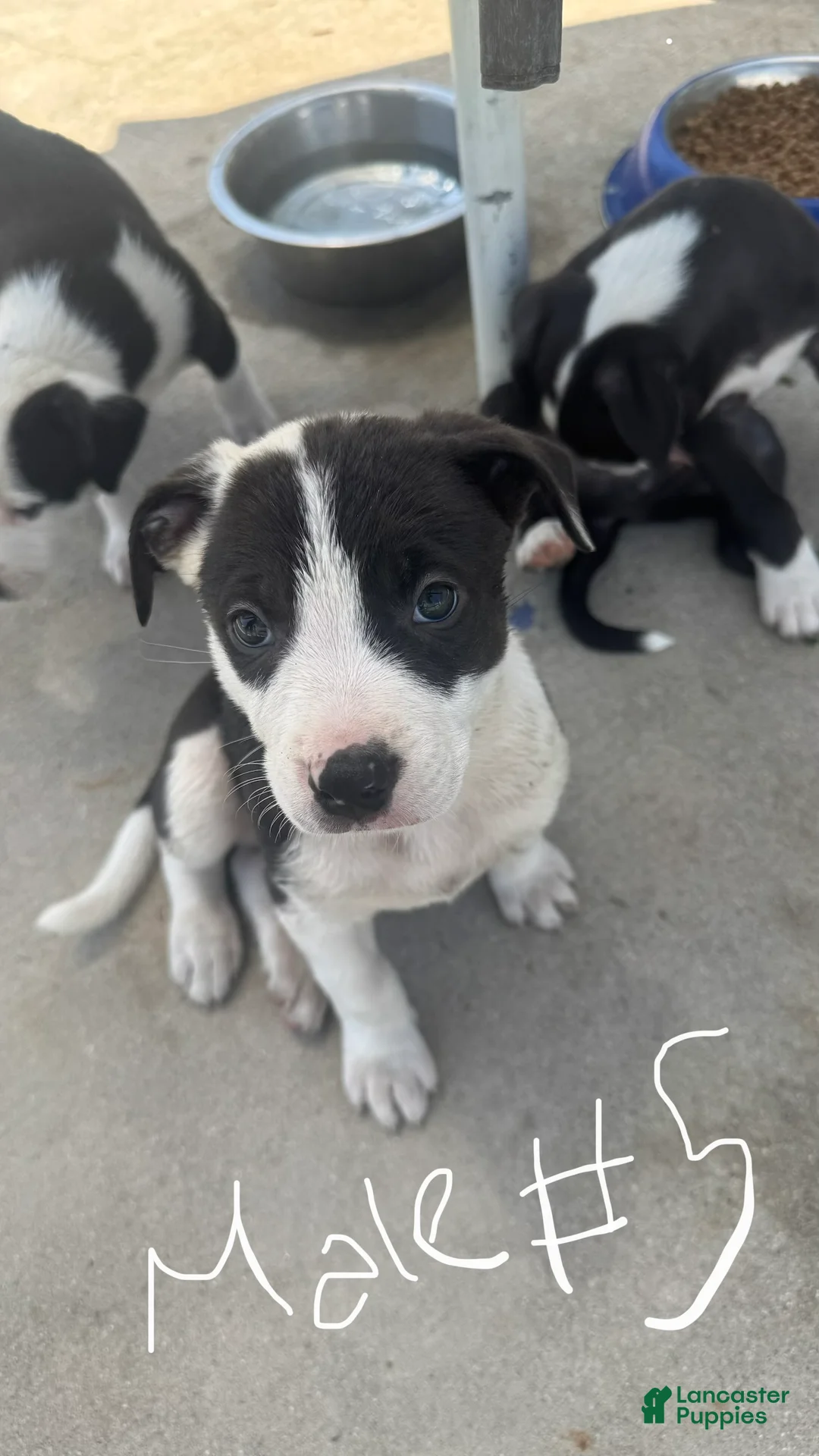 Mixed Breed dogs for sale: Male 5 - Ad 2