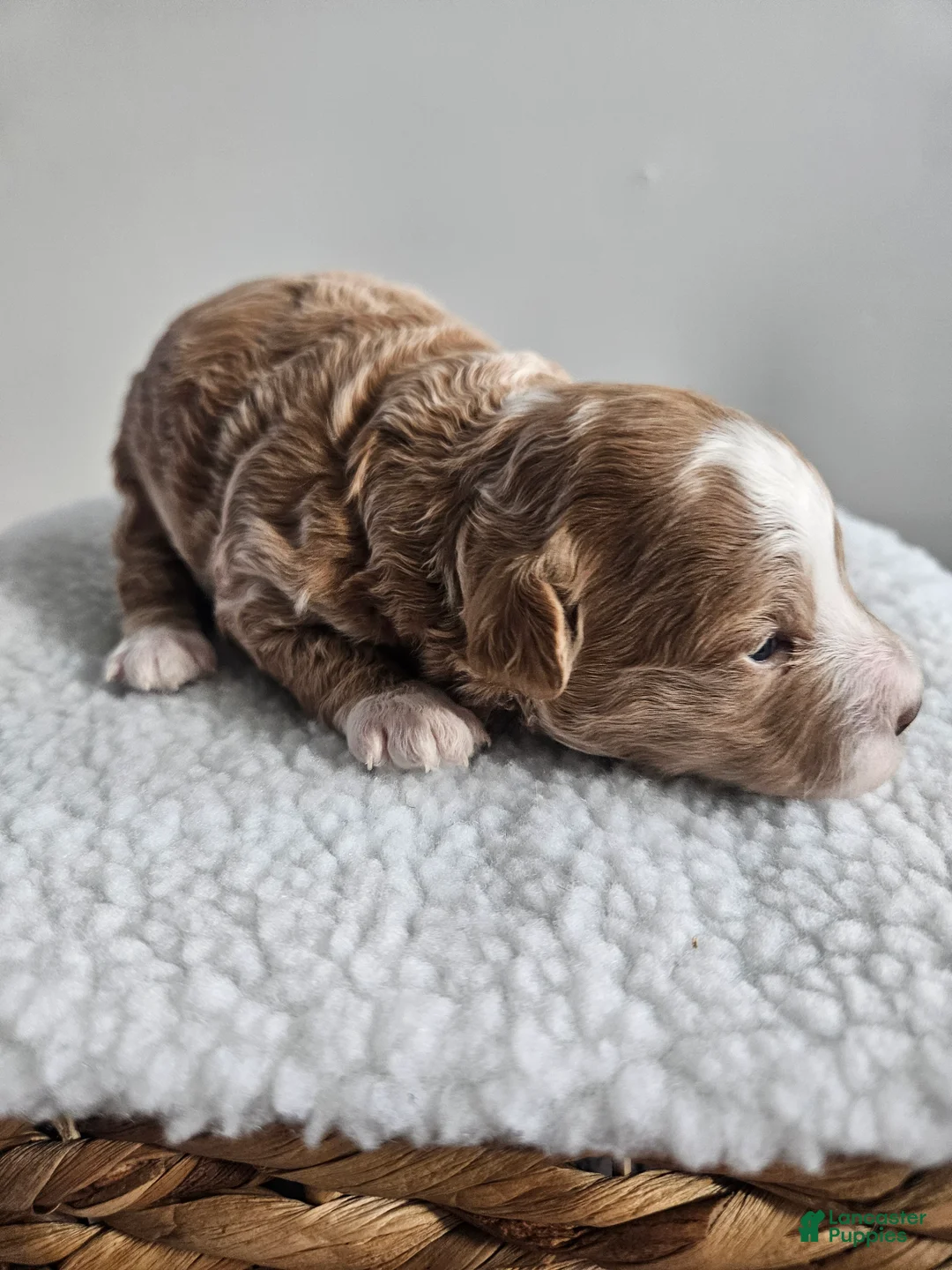 Bichpoo dogs for sale: Bella - Ad 1