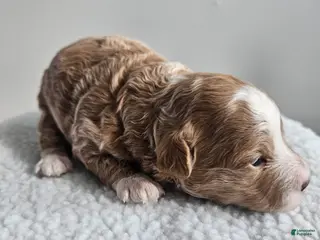 Bichpoo dogs Bella - Ad 40