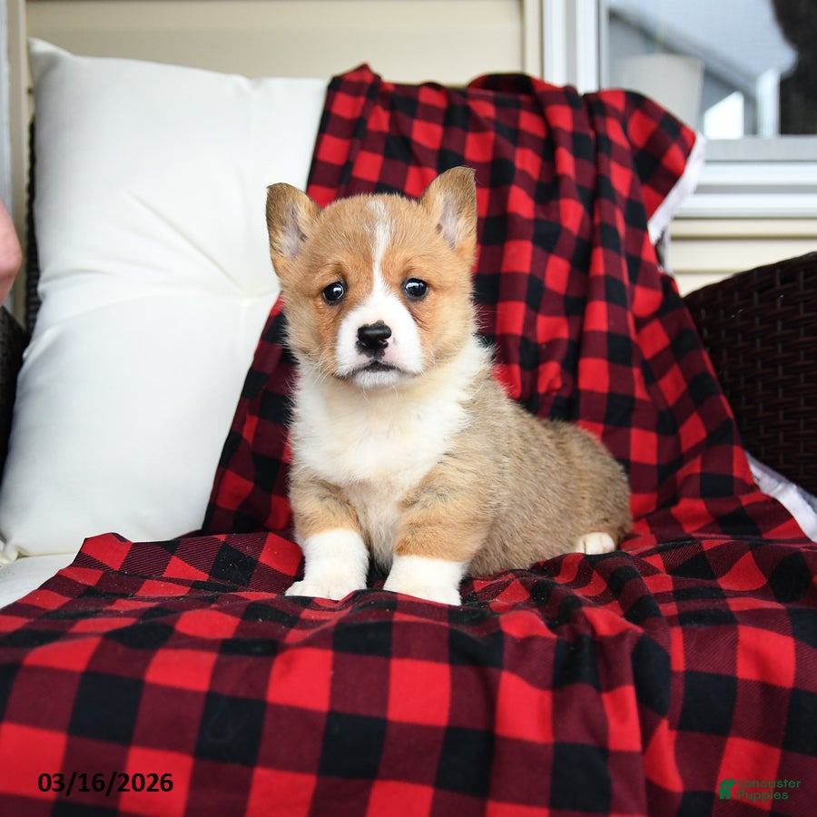 Welsh Corgi Pembroke dogs Fiona - Ad 1