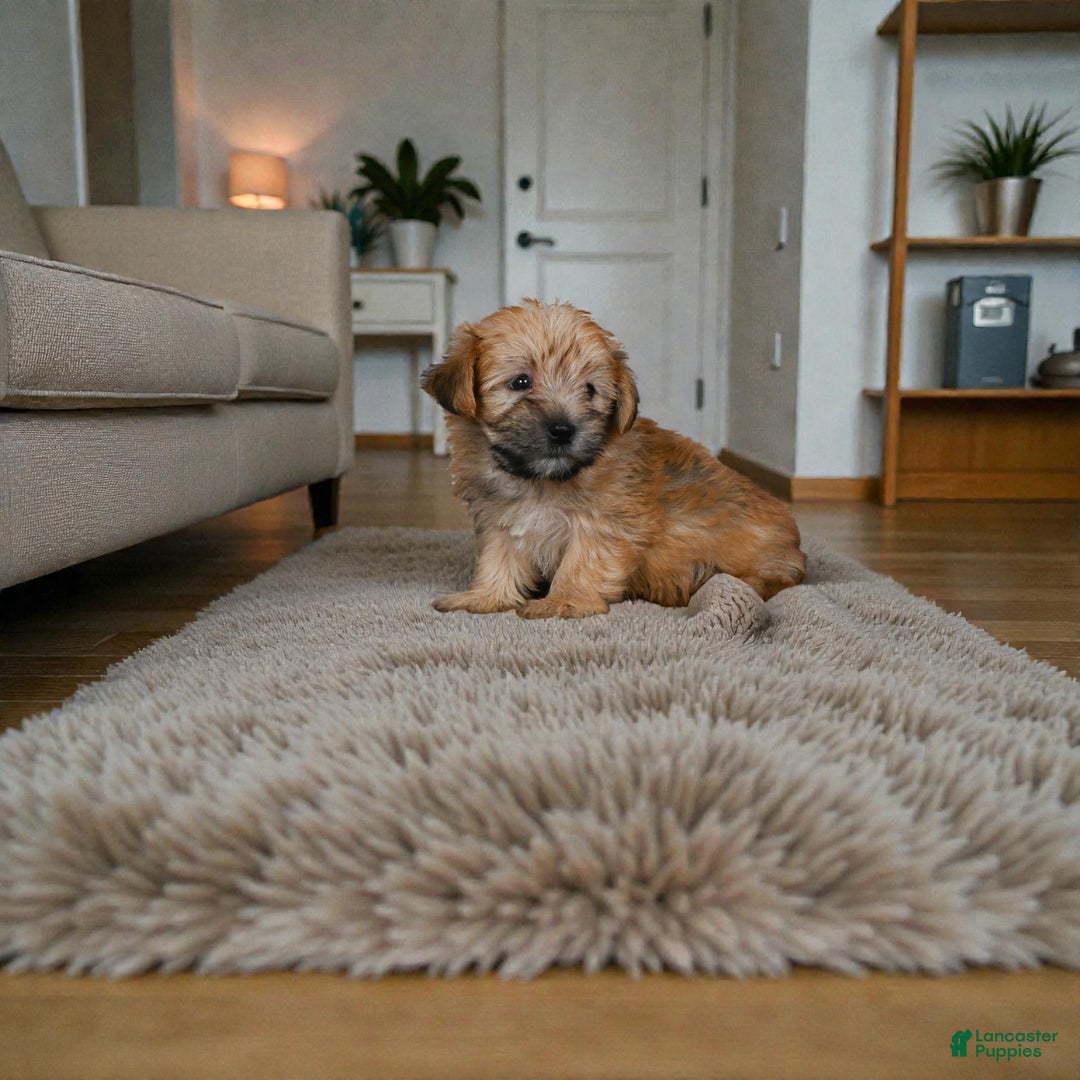 Morkie dogs for sale: LILLY - Ad 3