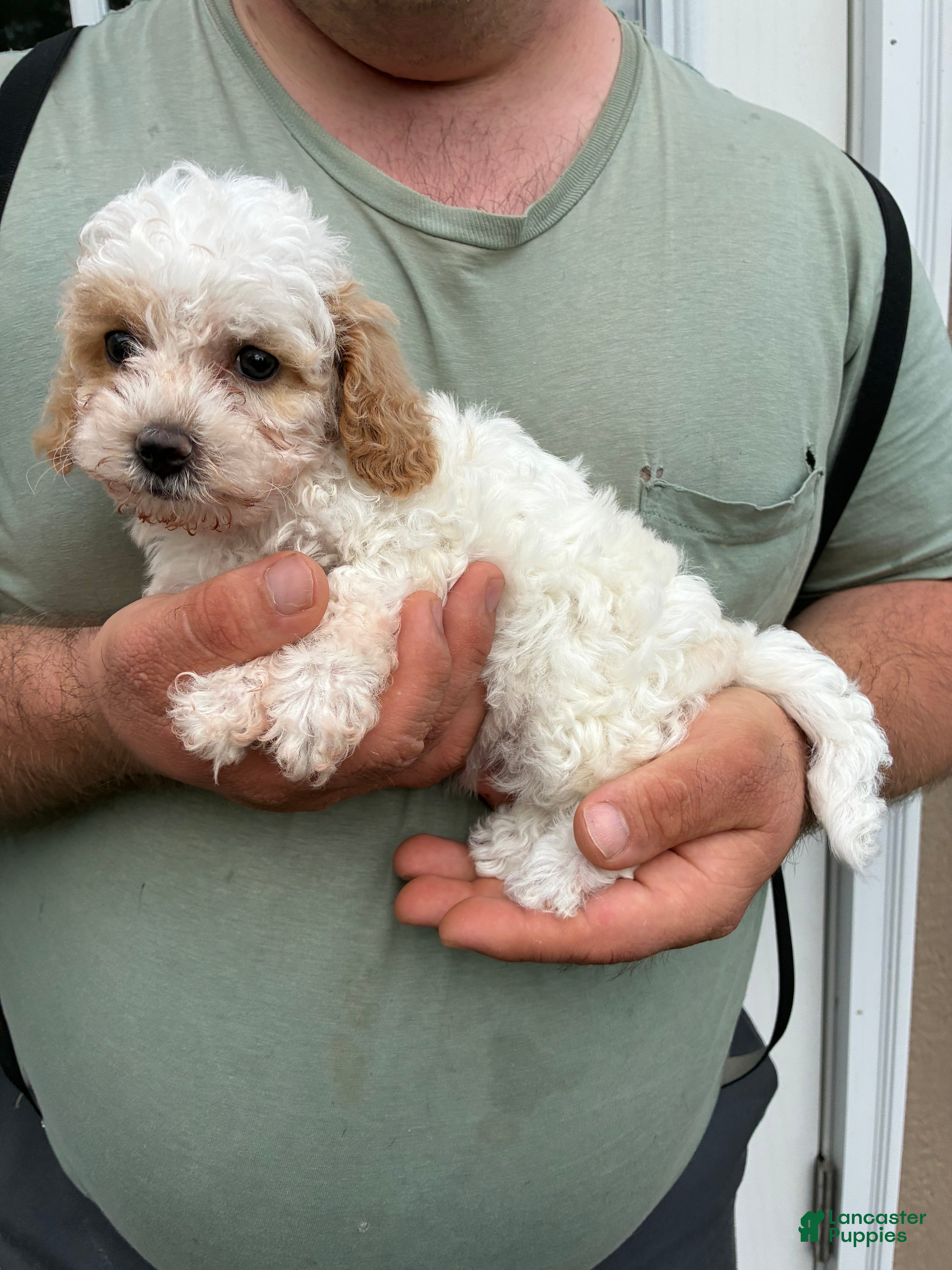 Mini Goldendoodle dogs Mini Goldendoodle 3 Fluffy Duffy - Ad 2