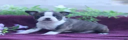 Boston Terrier dogs for sale: Mochi  - Ad 4