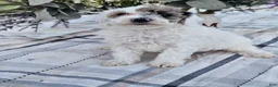 Mini Goldendoodle dogs for sale: Sage - Ad 7