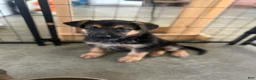 German Shepherd dogs for sale: Navy - Ad 9