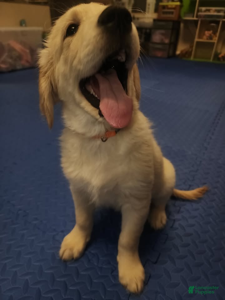 Golden Retriever dogs Golden Retriever 7 - Ad 1