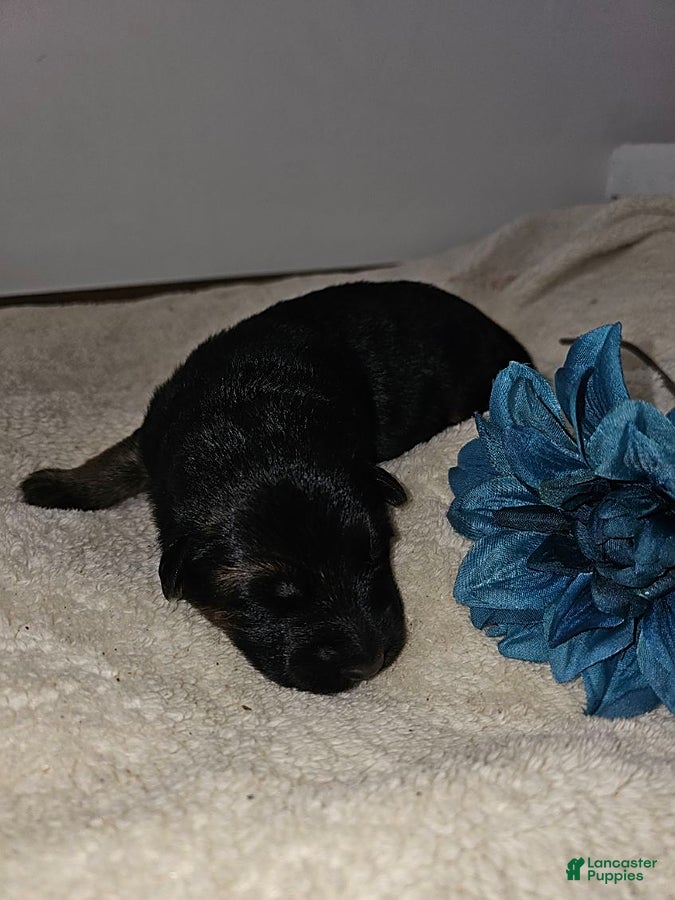 German Shepherd dogs for sale: Maverick - Ad 1