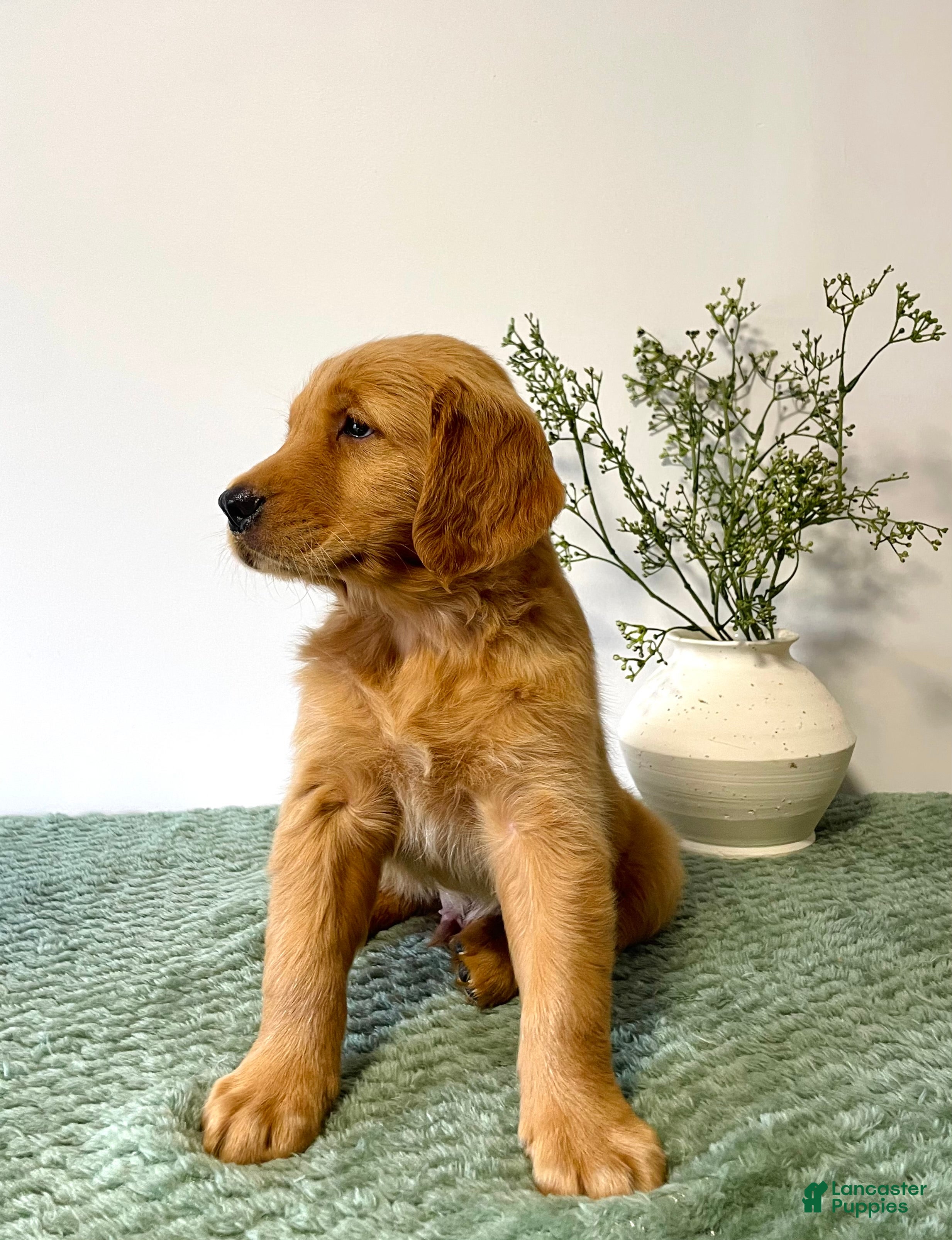 Golden Retriever dogs Rusty - Ad 2