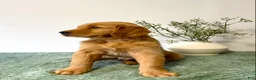 Golden Retriever dogs for sale: Rusty - Ad 2
