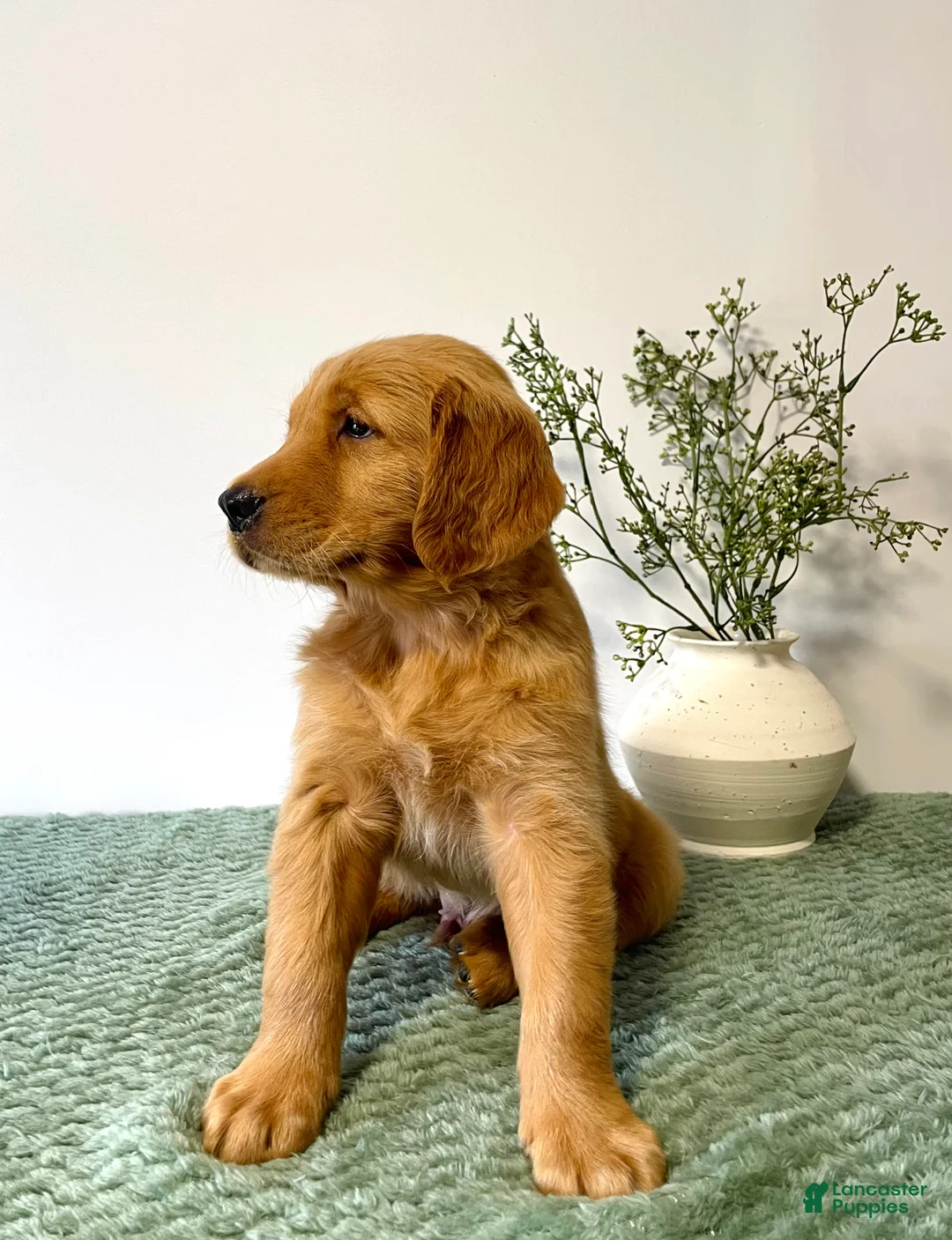 Golden Retriever dogs for sale: Rusty - Ad 2