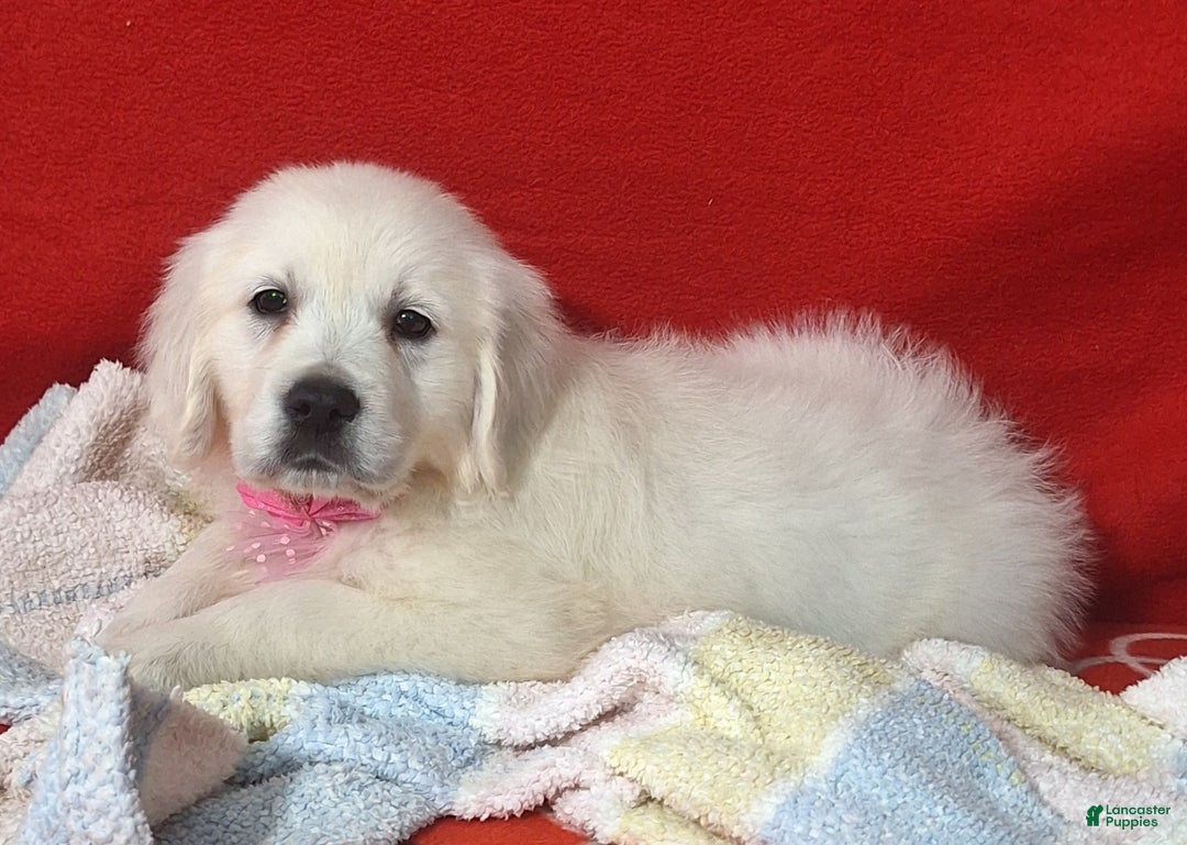 Golden Retriever dogs for sale: Bella - Ad 1