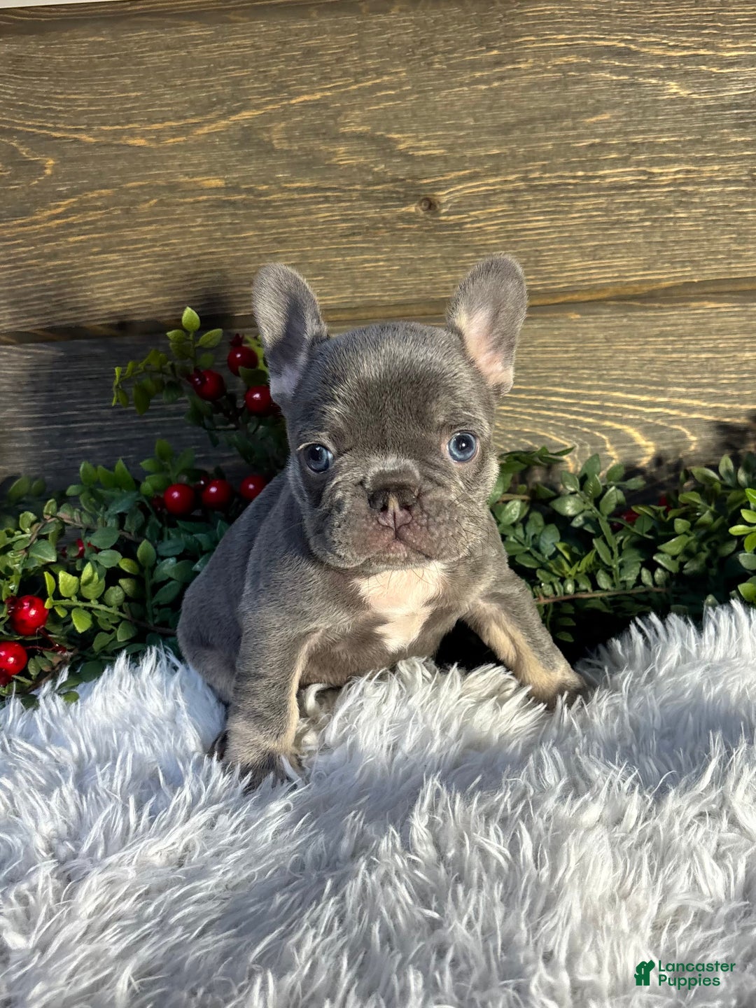 French Bulldog dogs for sale: Tesla - Ad 3