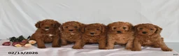Mini Goldendoodle dogs for sale: Lucky - Ad 5