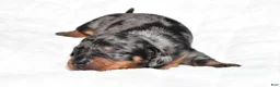 Miniature Dachshund dogs for sale: Hudson - Ad 4