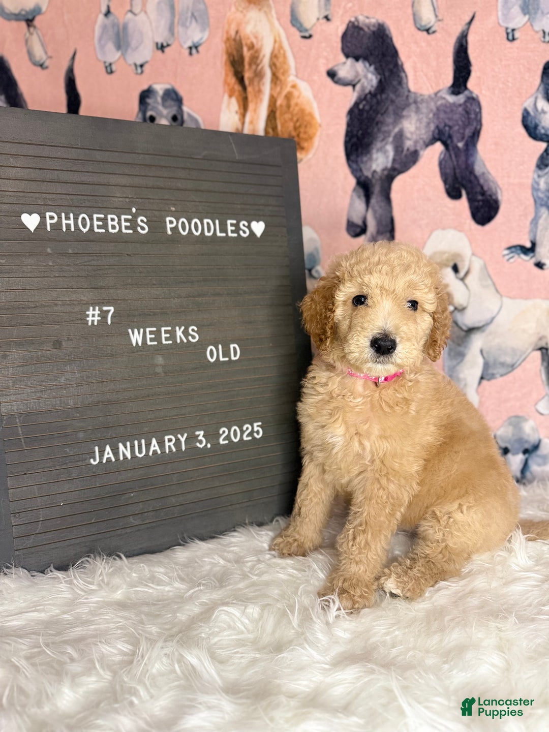 Standard Poodle dogs for sale: Standard Poodle Puppy 6 - Ad 10