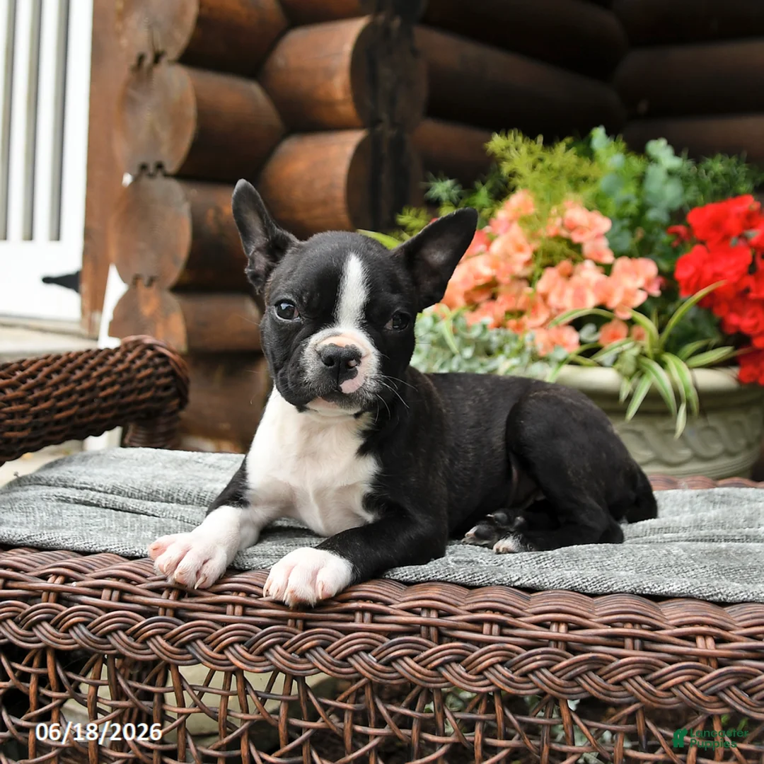 Boston Terrier dogs for sale: Maisie - Ad 3