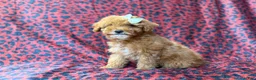 Cavapoo dogs for sale: Skittles - Ad 3