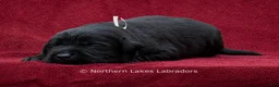 Labrador Retriever dogs for sale: Noah - Ad 3