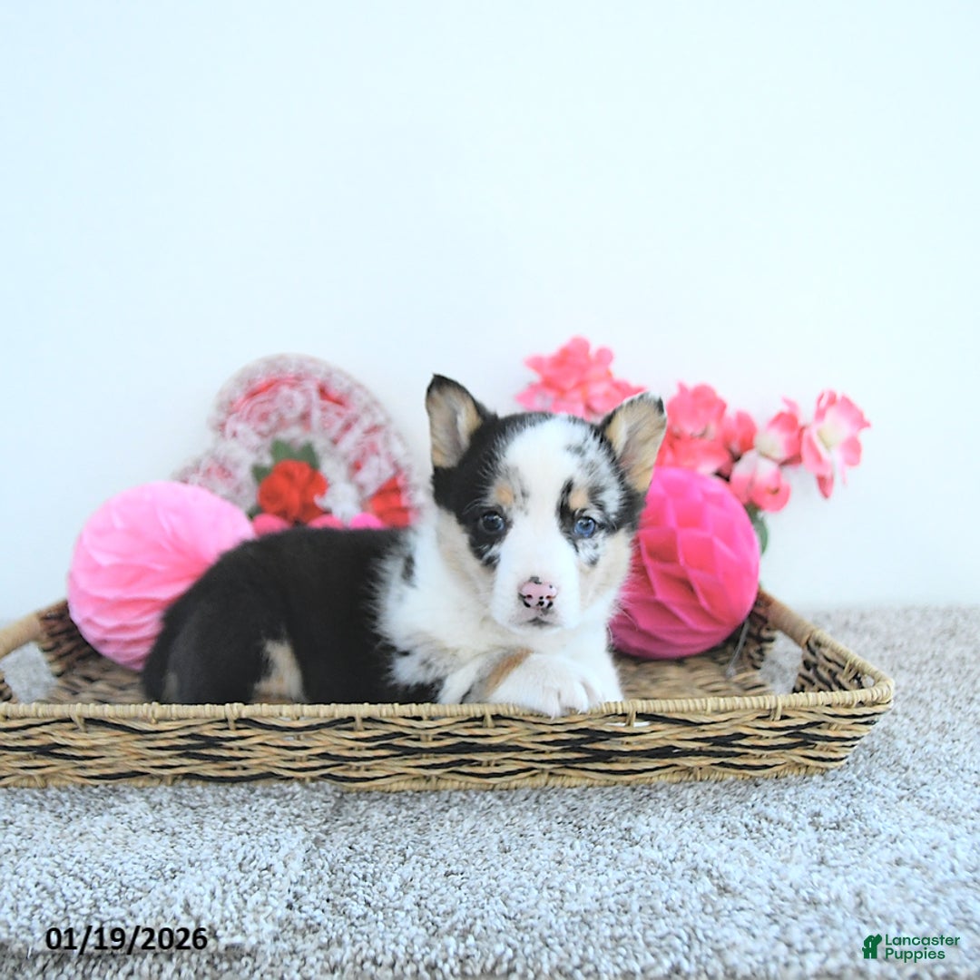 Welsh Corgi Pembroke dogs for sale: Archie - Ad 4