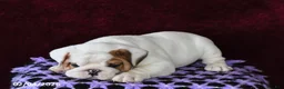 English Bulldog dogs for sale: Brock - Ad 2