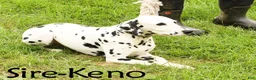 Dalmatian dogs for sale: Tulip - Ad 7