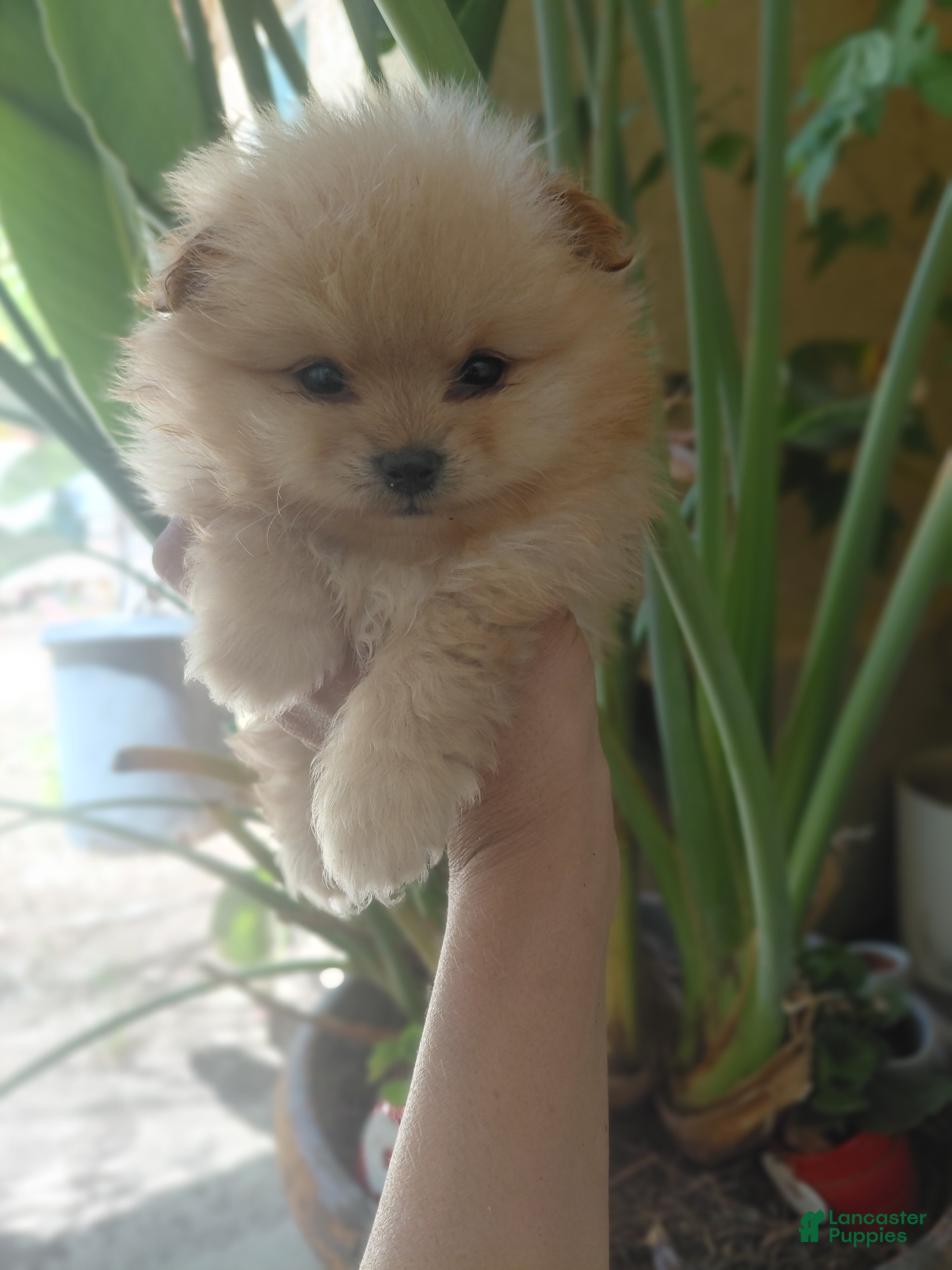 Pomeranian dogs Honey bear 🐻  - Ad 2