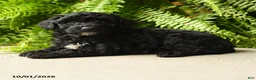 Mini Aussiedoodle dogs for sale: Athena - Ad 3