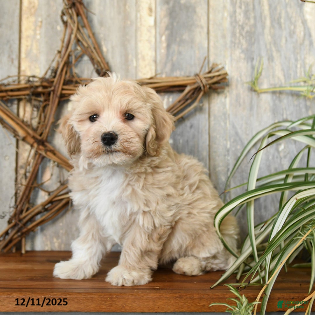 Maltipoo dogs for sale: Faith - Ad 2